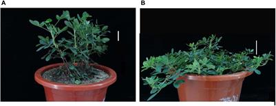 Construction of High-Density Genetic Map and Mapping Quantitative Trait Loci for Growth Habit-Related Traits of Peanut (Arachis hypogaea L.)